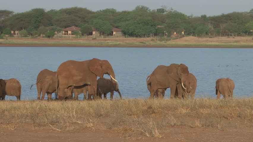 elephant drinking near a wildlife lodge.
