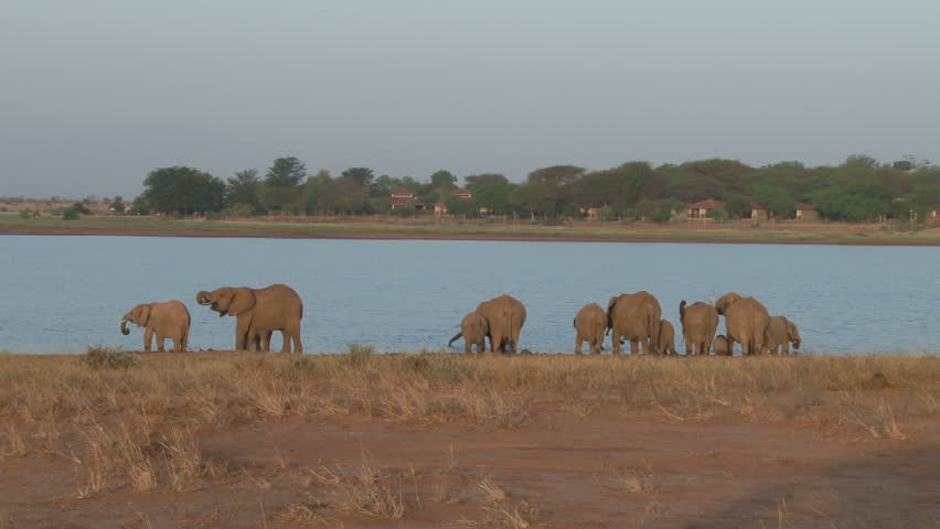 elephant drinking near a wildlife lodge 2.
