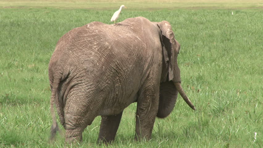 elephant bull with an egret on his back
