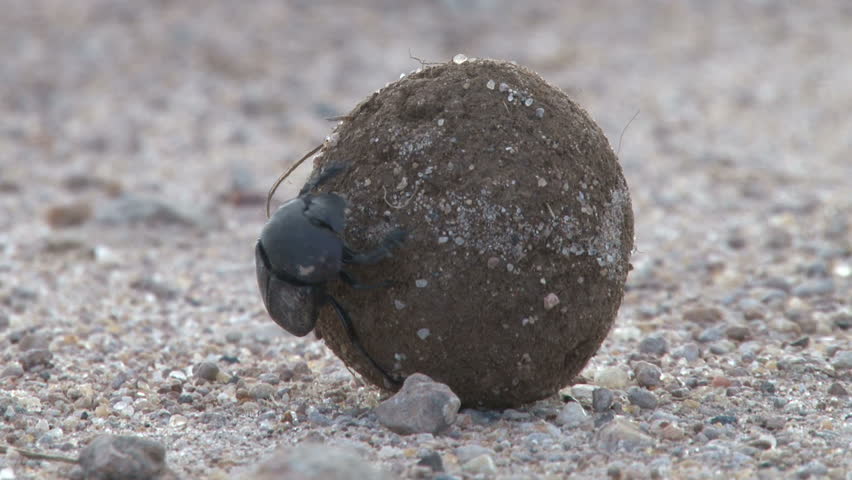 dung beetle transporting his house.
