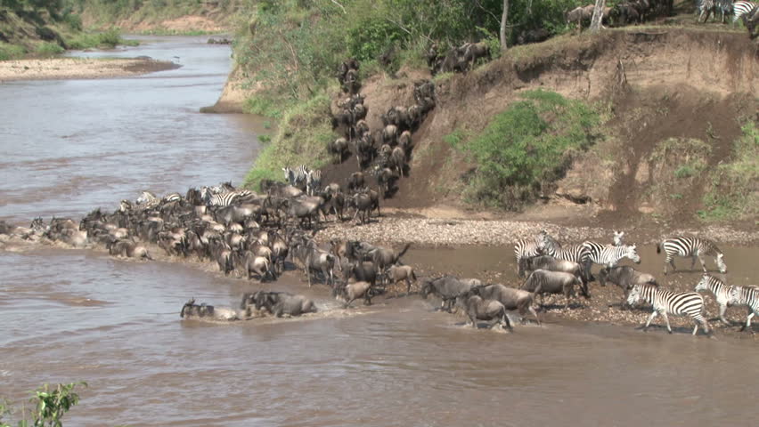 wildebeests and zebras crossing a river.
