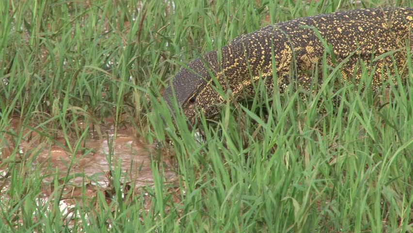 monitor lizard using the forked tongue to smell in the water..
