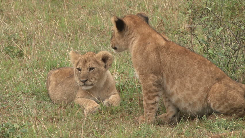 two lion cubs with full stomachs.
