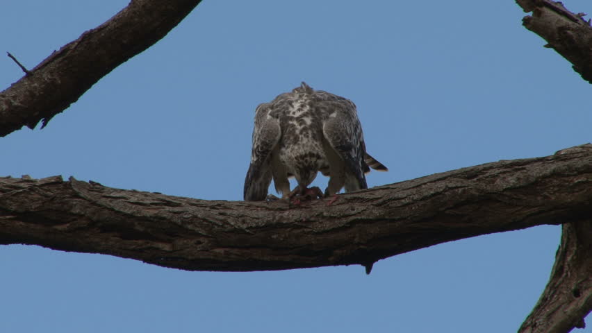 Martial eagle baby chokes on his meal.
