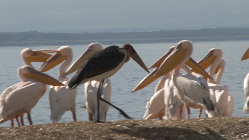 marabou stork walking through a group of pelicans.
