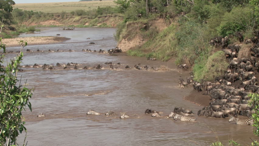 many wildebeests crossing mara river from different points.
