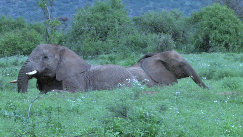 two elephants dusting themselves sitting down.
