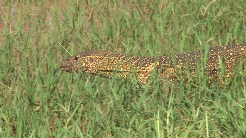 side view of the largest lizard in Africa walking through the grass.
