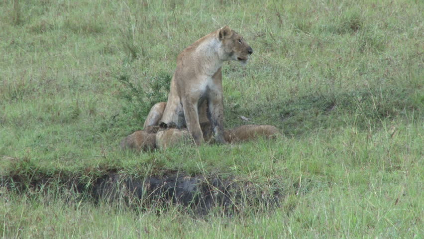 lioness feeding her young while in a sitting positions.
