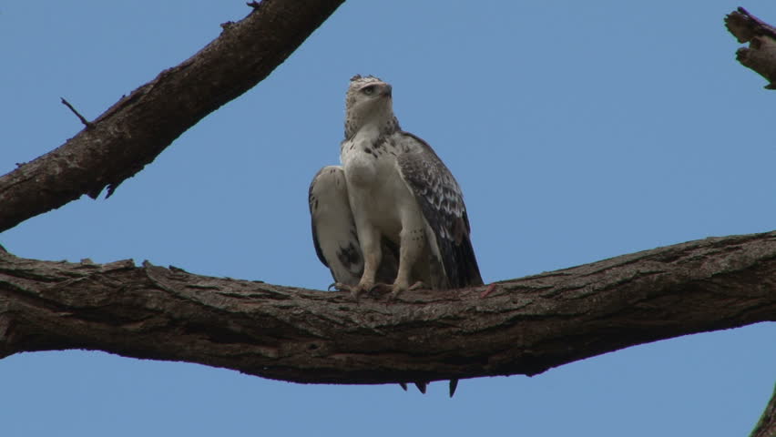 martial eagle baby cleaning himself on a branch of a tree after a heavy meal.
