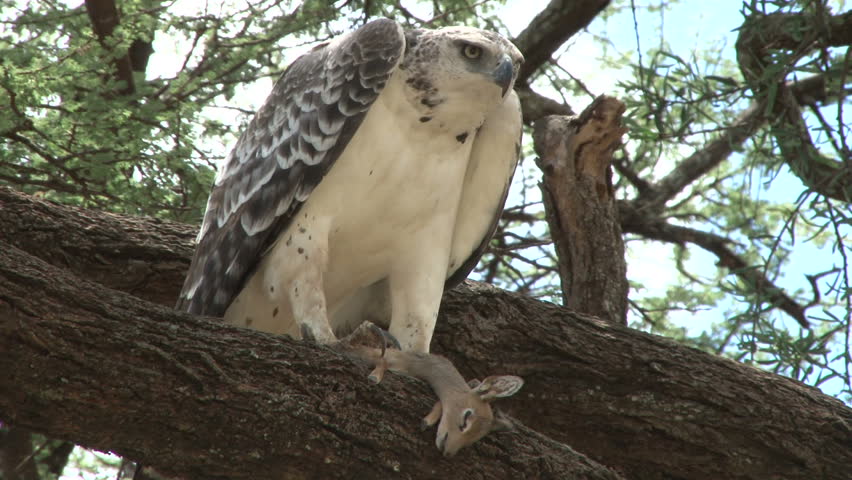 martial eagle baby with a kill.
