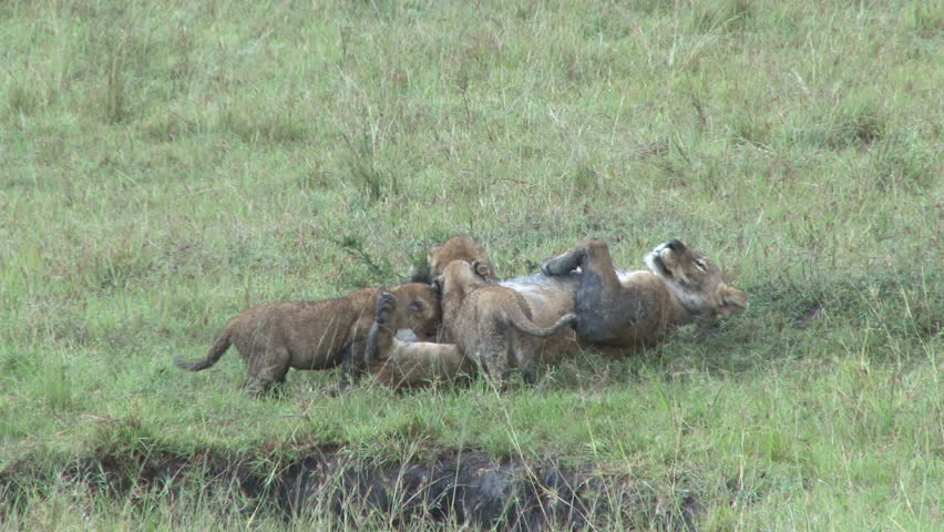 lioness feeding her cubs.
