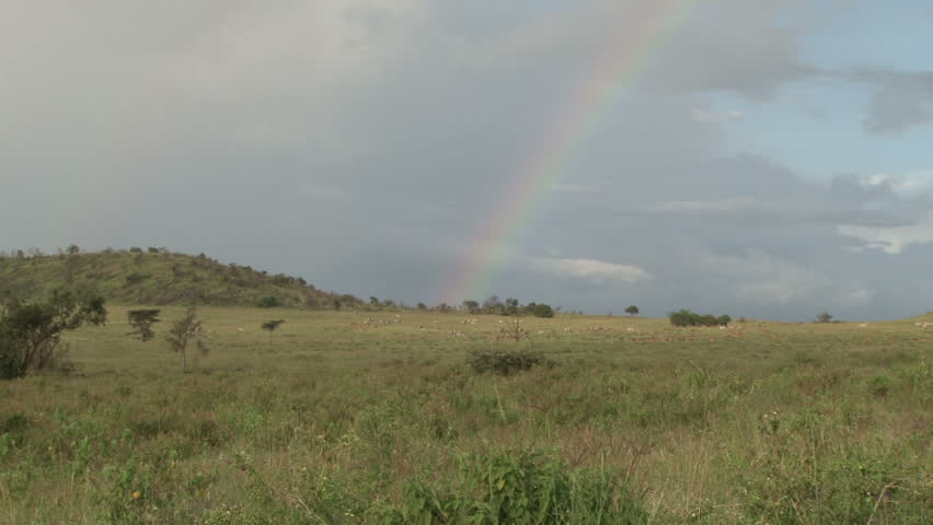 rainbow in the park with animals in the back ground.
