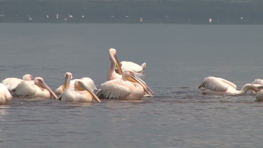 pelicans splashing water with their very large wings
