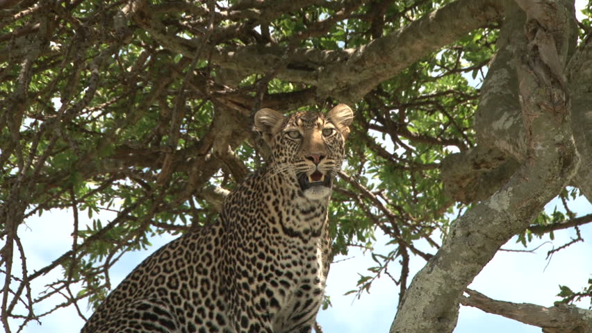 leopard watching his territory from top of a tree.
