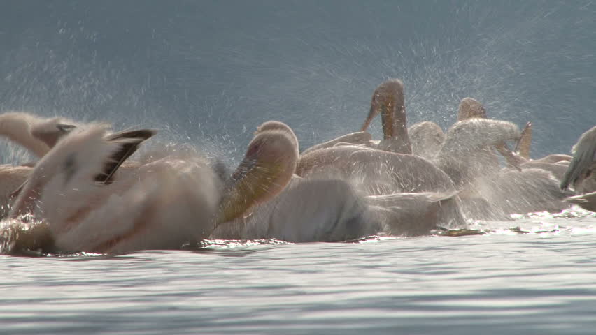 pelicans splashing water in a lake.
