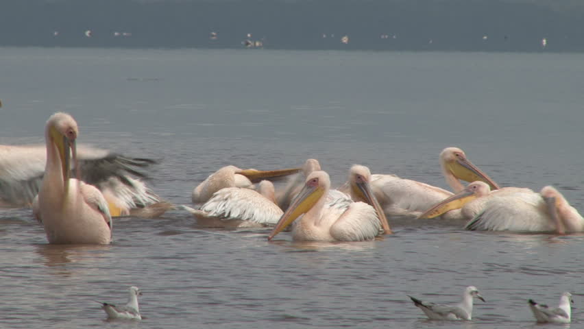 pelicans in a lake washing themselves off the saline water.

