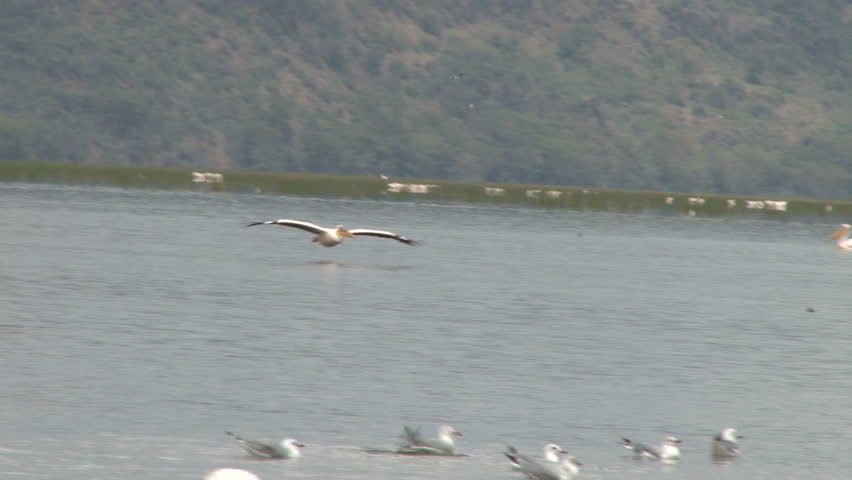 pelicans flying just above the water in a lake.
