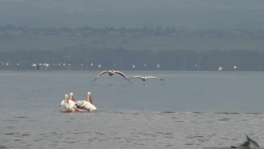 pelicans flying in perfect harmony and landing together.
