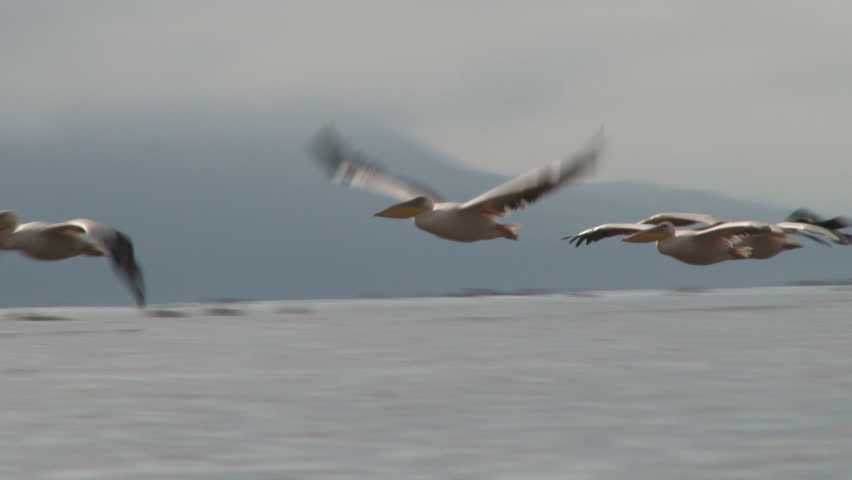 pelicans fly low above the water in a lake.
