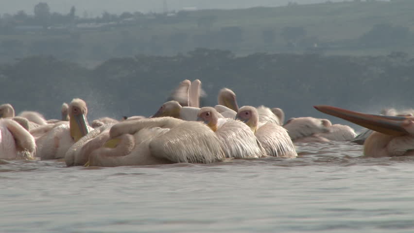 pelicans bathing in a lake.
