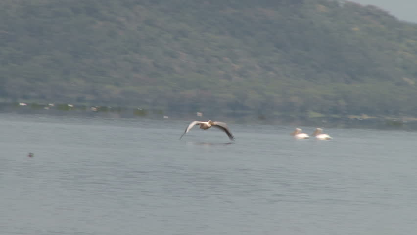 pelican flying very close to the level of the lake.

