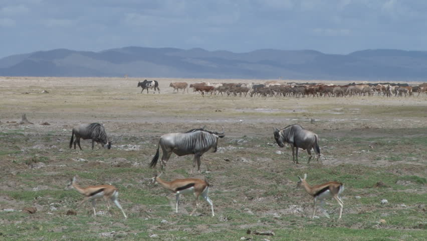 herders moving their animals in the park
