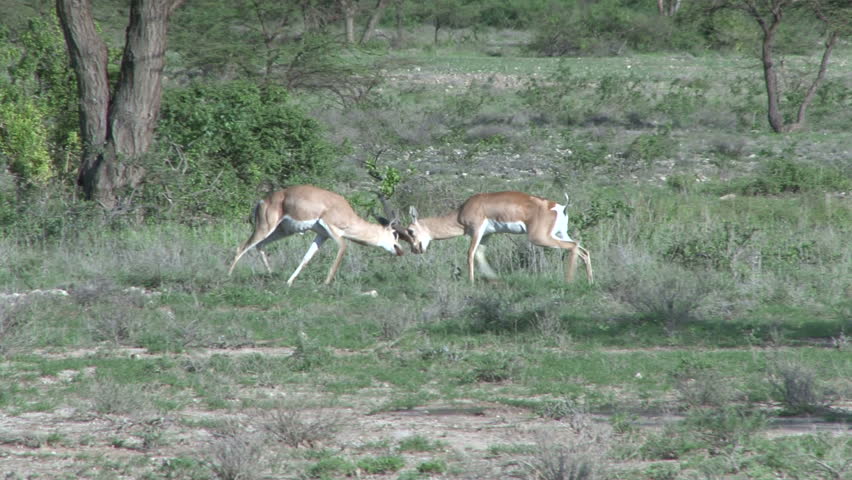 Grants gazelles fighting very hard.
