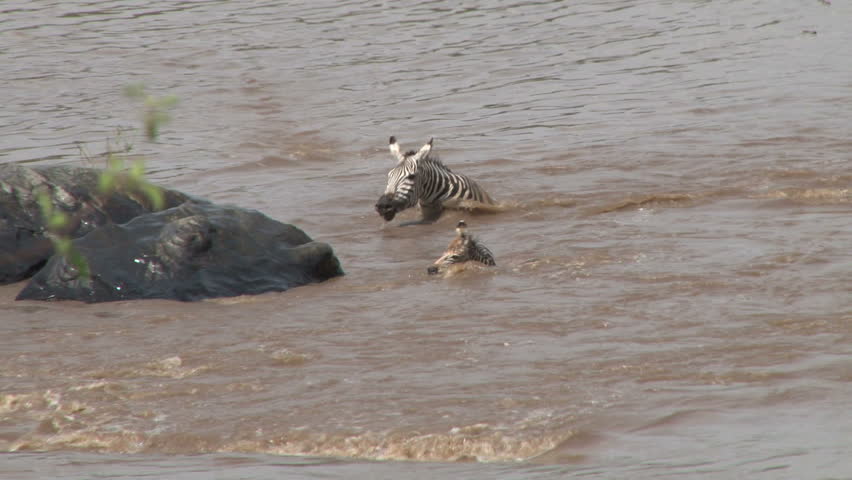 mother and baby zebra pursued by a crocodile but makes a good escape.
