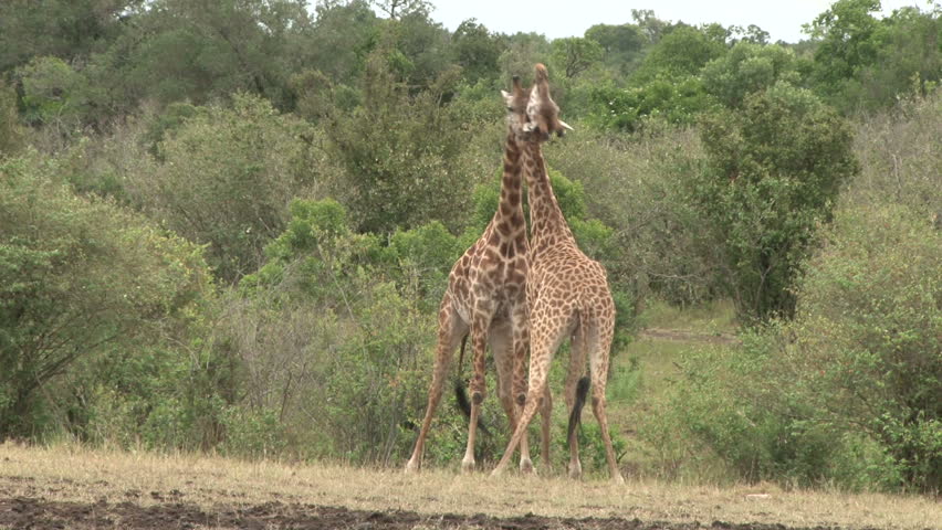 giraffes twisting their necks..

