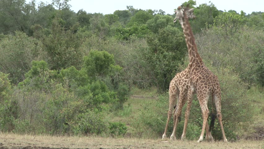 giraffes fighting in the bush.
