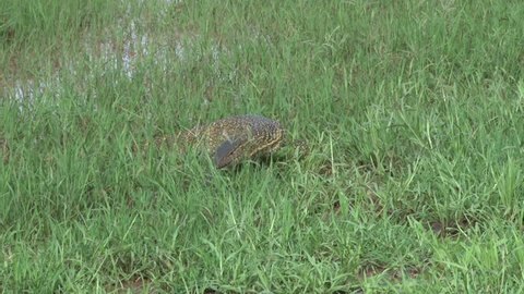 monitor lizard walking through the grass facing the camera.
