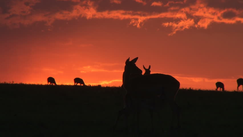 gazelles in a setting sun 2.
