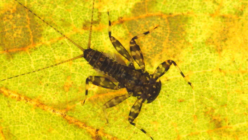 Mayfly Nymph Filmed Underwater with Stock Footage Video 