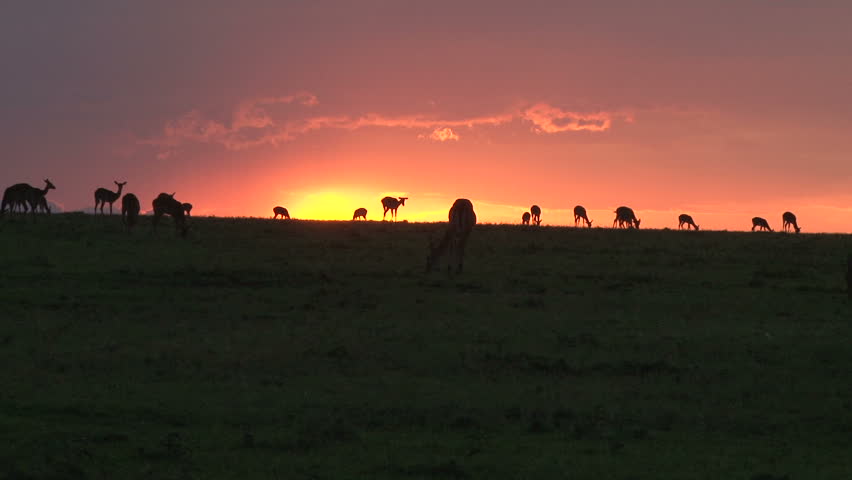 gazelles in a setting sun
