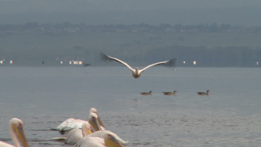 A pelican landing in a lake facing the camera.
