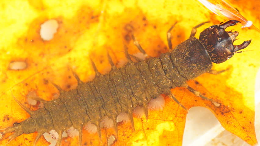 Hellgramite, aquatic larval stage of the dobsonfly. Fly fishermen imitate this