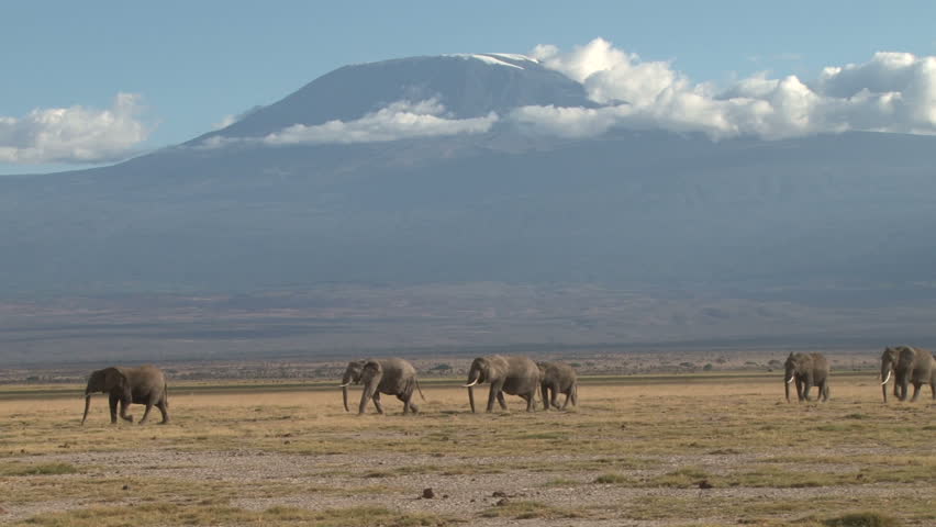 elephants walking through a park with kilimanjaro in the back ground.
