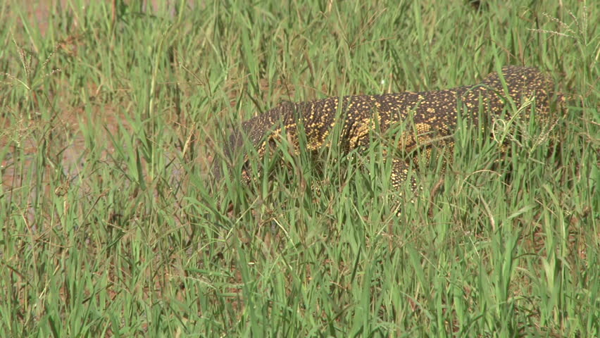 A monitor lizard slithers through grass.
