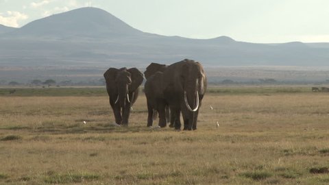 elephants walking streight towards the camera with hills in the background.
