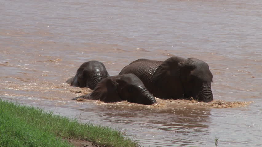 elephants playing in the water.
