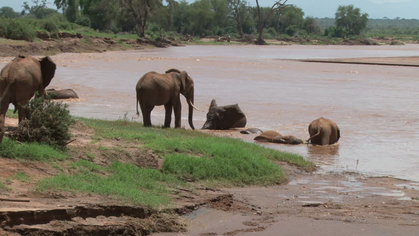 elephants bathing in a swollen river.
