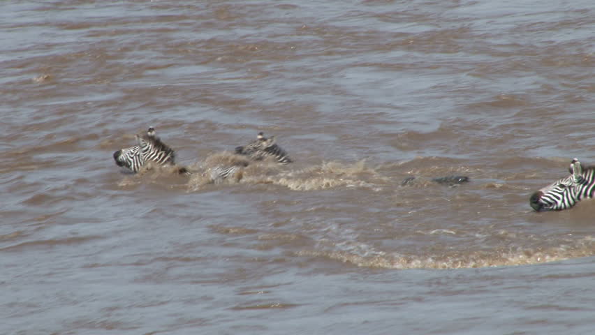 crocodile and zebras cross the river side by side.
