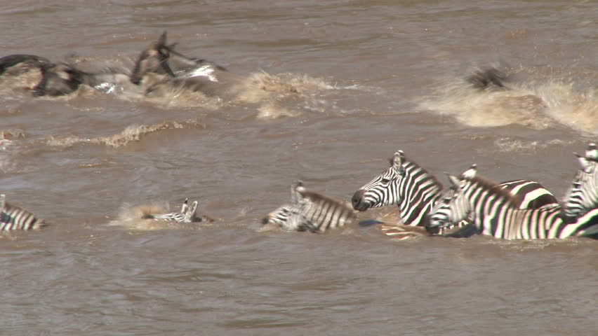 close up of zebras and wildebeests trying to cross a swollen mara river.
