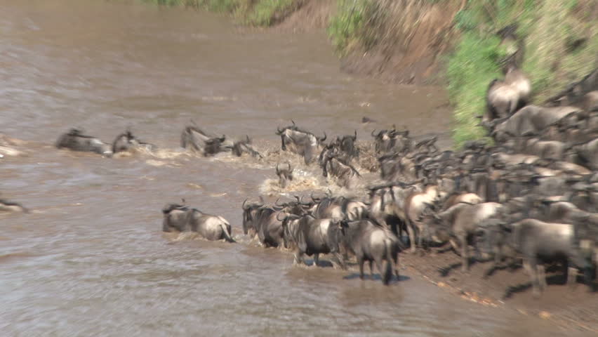 close up of wildebeests crossing a swollen river.
