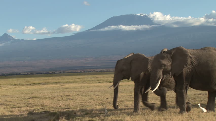 close up of elephants walking with kilimanjaro in the back ground
