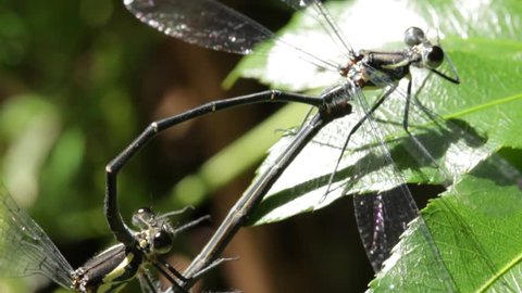 Dragonfly / Damselfly Mating Insect Macro Footage (3 of 5) - Shot on Canon 60D