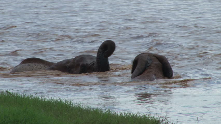 bull elephants playing in the river.
