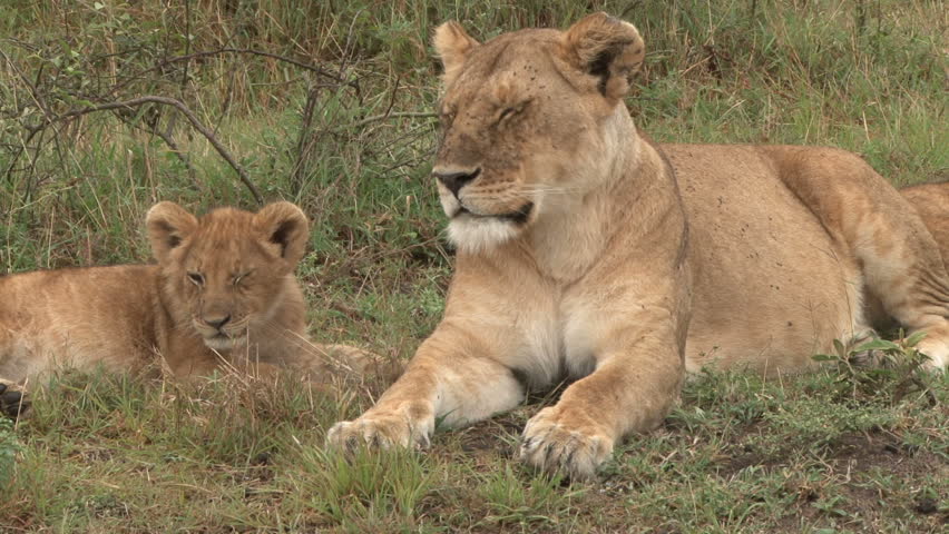 a lion cub and mother resting, looking at the camera.
