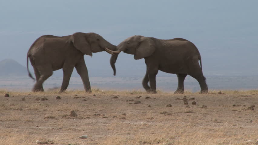 bull elephants fighting.
